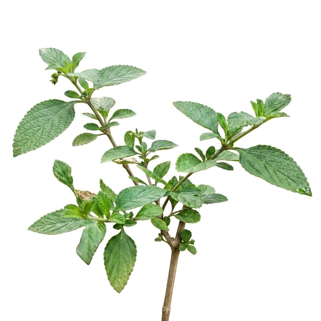 Verveine blanche citronnée